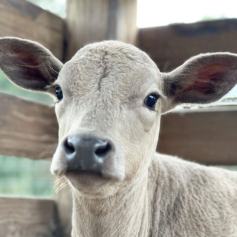 📅 29th March 2024 🐮 Andrew 🏷️ Instagram/peacefield.farm 💕 #animaloftheday