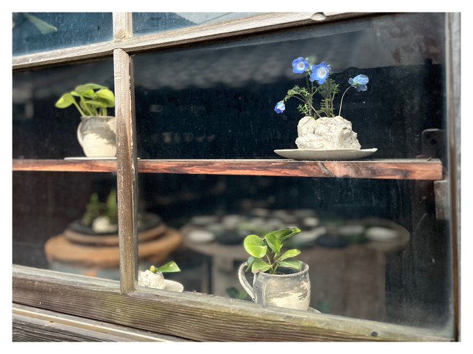 「植木鉢 窓」のTwitter画像/イラスト(新着)