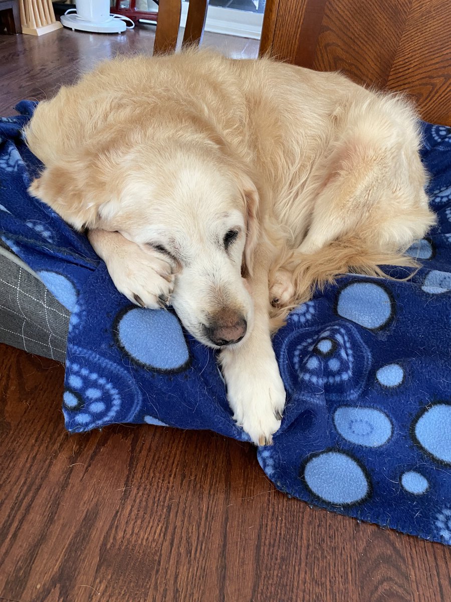 It’s the weekend and the best part is being able to sleep in. 😴 #sleeping #dogs #GoldenRetrievers #beautyrest