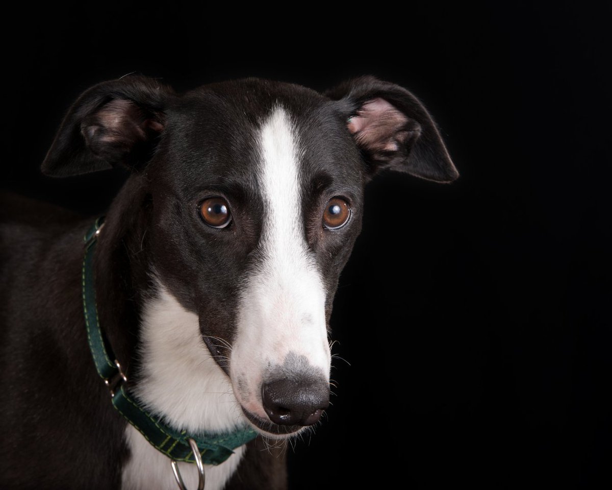 On this #NationalDayofReflection, our heart is heavy as we remember the greyhounds who couldn't break free from the shackles of the racing industry. But in the midst of our sorrow, let's also celebrate the triumphs & joy found in the greyhounds who have found their forever homes!