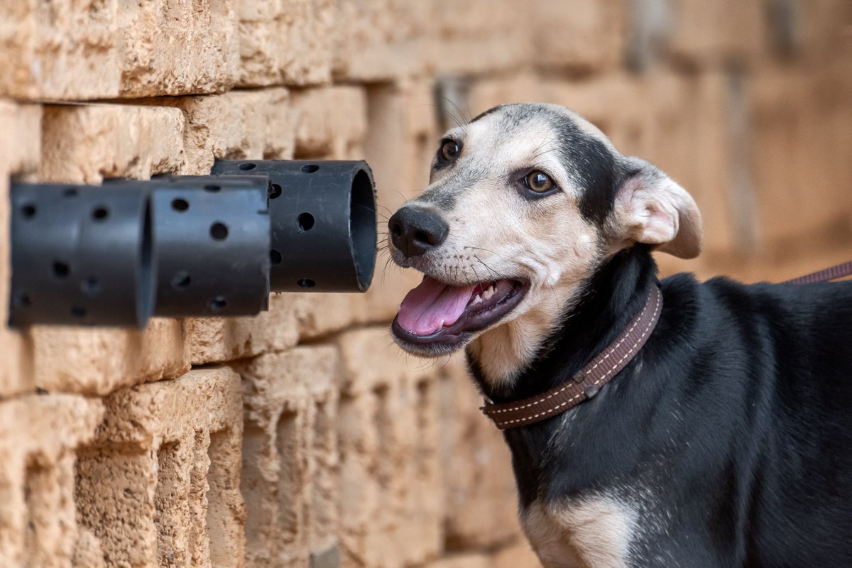 Happy #PuppyDay! 🐶 Skye & Smoke, the village puppies who have joined the @CLZAfrica /DNPW K9 Unit, are growing up and becoming excellent #conservationdogs! Thriving in the human-animal bond & protecting elephants & wildlife at the same time!  🐾💕#PuppyLove
📸Jeroen van Rooijen