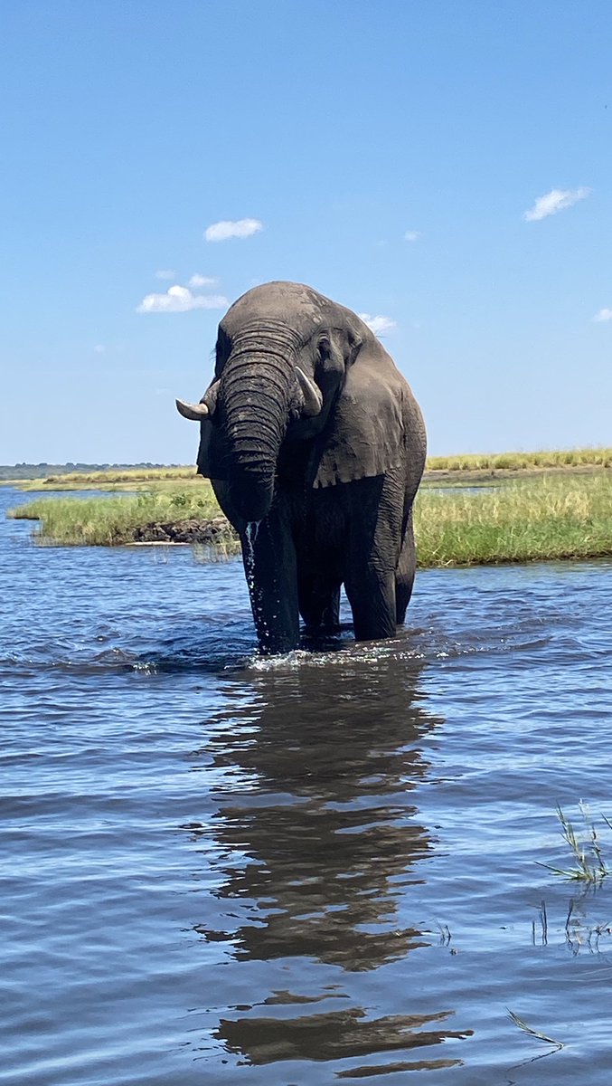 We have had an unforgettable day on the Chobe River, witnessing the incredible sight of elephants frolicking in the mud. Our boat gave us the perfect vantage point to view one of the many highlights of our safari with Martin. ⁠ #Africa #Elephants #Safari #Chobe #photosafari