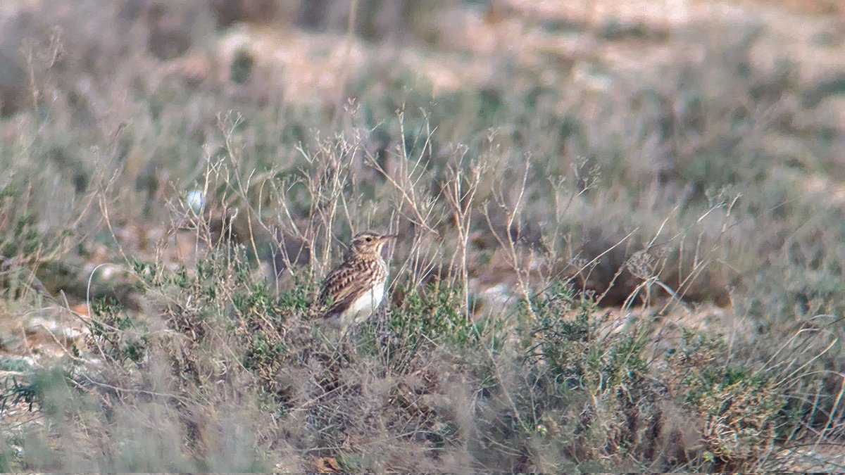 Amazing morning earlier this week on the Belchite steppe at El Planeron with Dupont's Lark putting on a great show for us. Stone Curlew wailing and Black-bellied Sandgrouse flying around with their bubbling trill were great additions to the soundscape