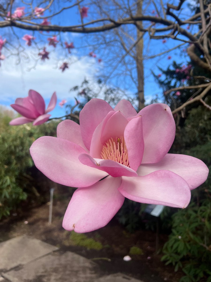 Get to the @TheBotanics quickly if you want to see the magnolia