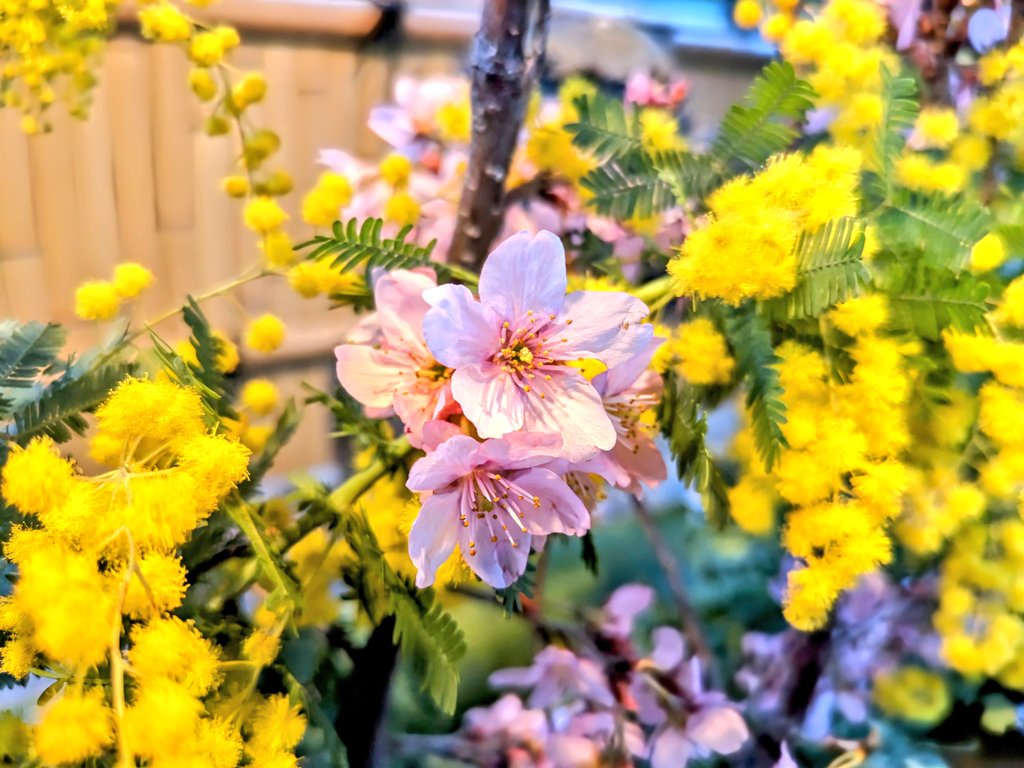 高槻市の野見神社

土曜日の夕方に花が入れ替わってた

テーマは「春の御朱印」🌸🌷🌼

ガーベラ、チューリップ、カーネーションなど春のお花がてんこ盛り😍

鳥居近くに作ってるカフェは４月以降のオープンなのかな
３月中にオープンしそうな感じではなかったな