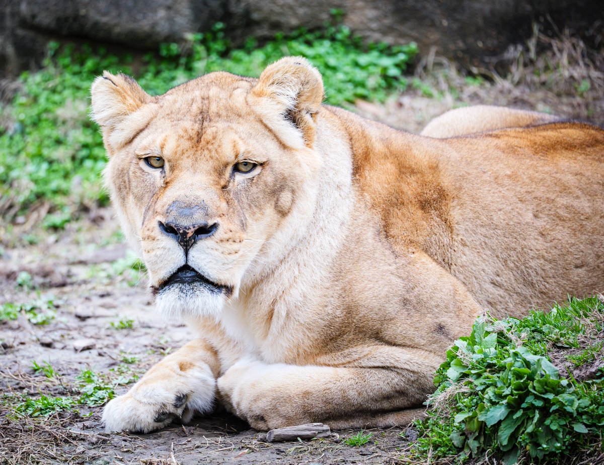 Happy Caturday from one of our queens! #memphiszoo #zoo #lions #lioness #queen #caturday