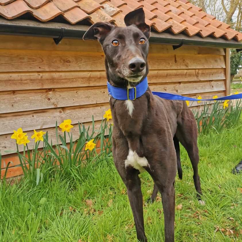 Meet Charm 2yo non racing greyhound , we re-homed her sister a couple of weeks ago who is an absolute angel ,  great with other dogs and in a foster home in Attleborough Norfolk ( we have fallen in love with her but simply don't have the space ☹️ ) Jet 
norfolkgreyhoundrescue.co.uk