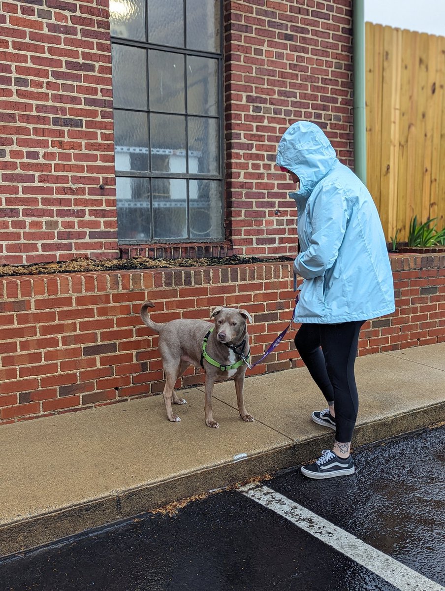 We've been hanging onto this account for a rainy day, and this is it! Elliot is unbothered by a little wet, and we hope RVA runners feel the same way. Our 22nd Annual Dog Jog and 5k, presented by <a href="/holidaybarn/">Holiday Barn</a> starts at 10 a.m. with the 5k, followed by the 1-mile Dog Jog at 11:30.