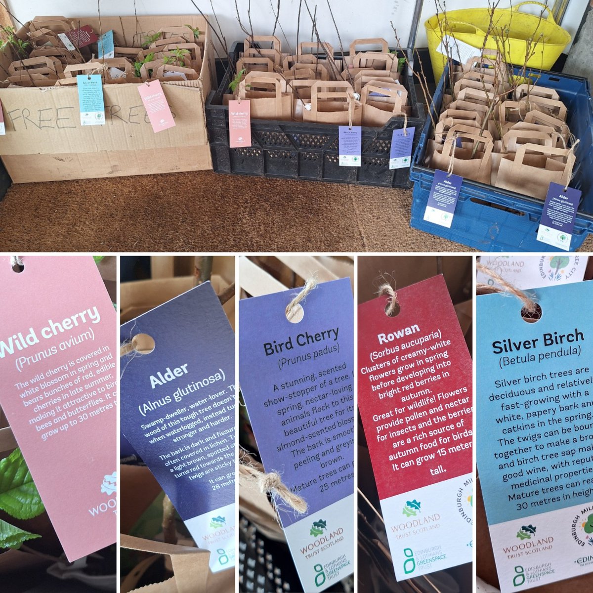 FREE trees back in stock. At the VisitorCentre. 5 species available all great for wildlife #milliontreecity <a href="/greenspacetrust/">Edinburgh & Lothians Greenspace Trust</a>