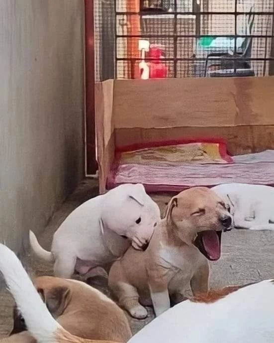 💖 (@twaniimals) on Twitter photo 
