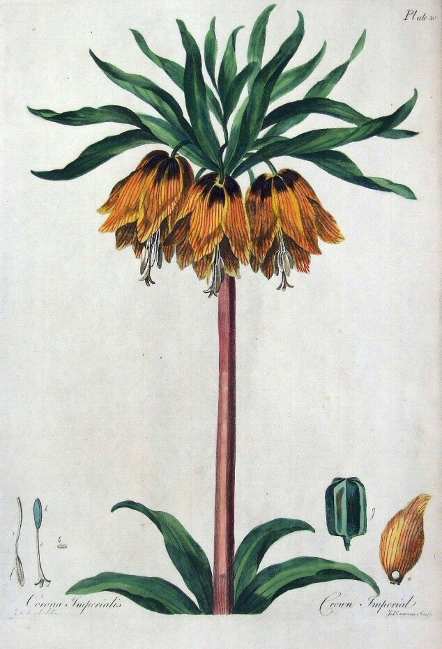 Here's my post about fritillaria, which are gorgeous spring bulbs and nothing like as tricky to grow as their exotic looks suggest. vertigrow.substack.com/p/crown-imperi…