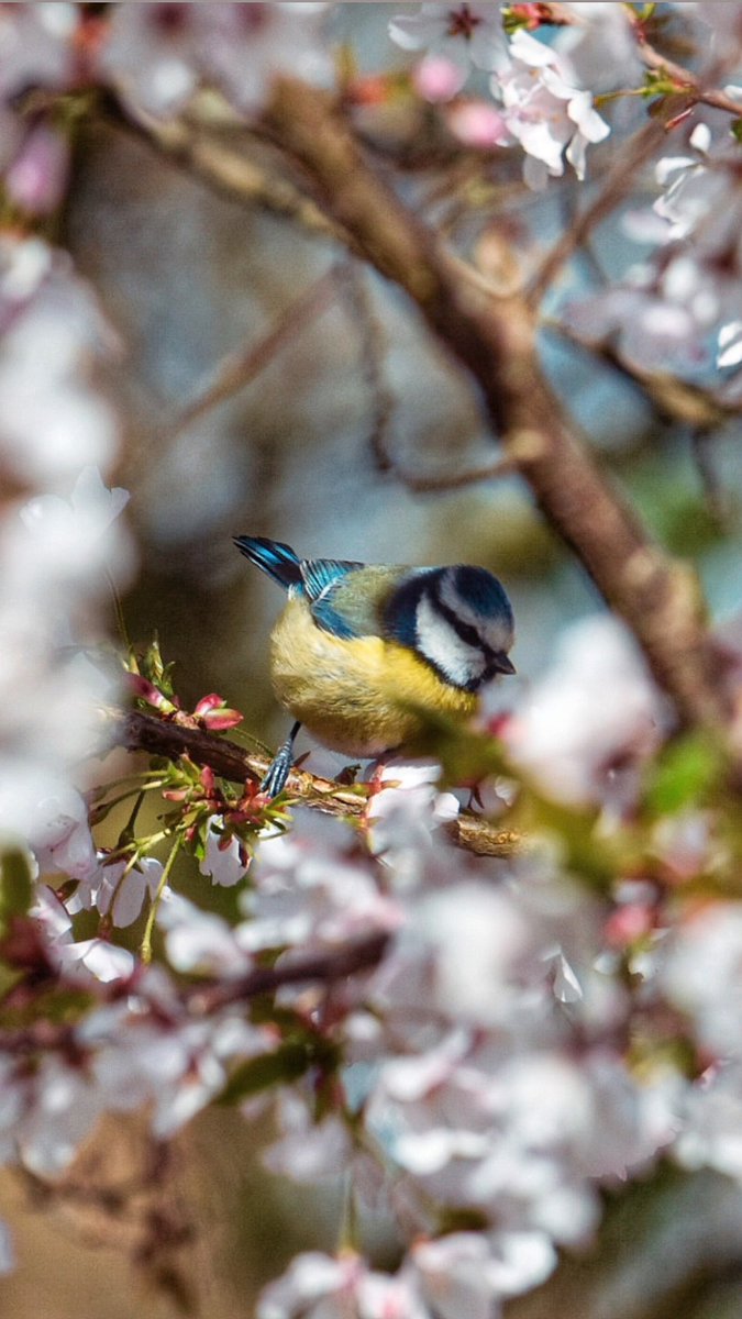 Fijne zaterdag 🌷🐤