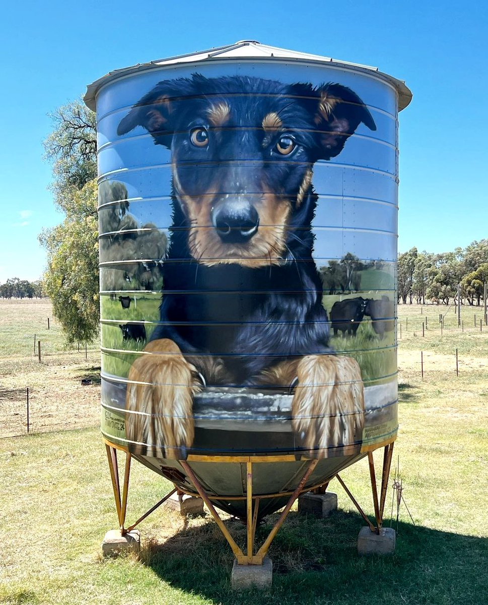6 Photos of Kelly the Wonderdog by Jimmy Dvate in Major Plains, Australia: streetartutopia.com/2024/03/23/6-p…