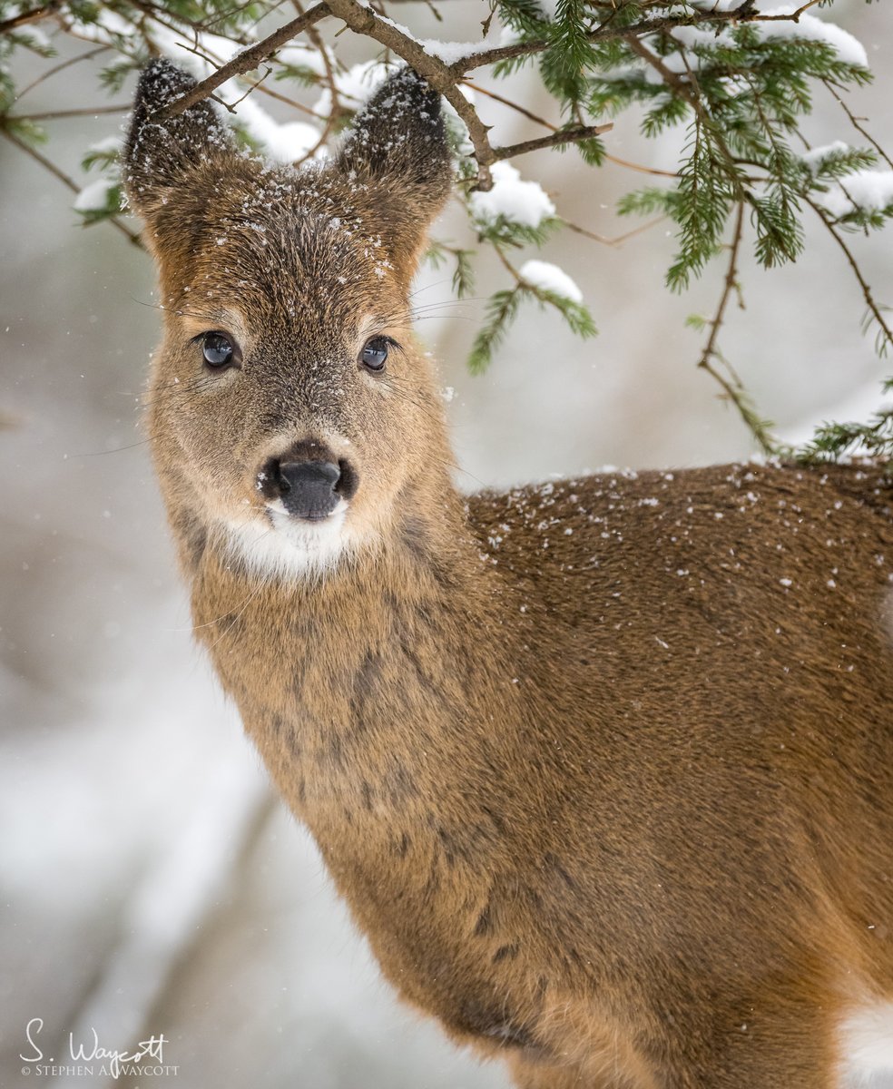 A young White-tailed Deer in the snow.

Saint John, #NewBrunswick, Canada
January 2023

#deer #nature #wildlife #photography #naturephotography #wildlifephotography #Nikon #Z9 #Sigma500f4