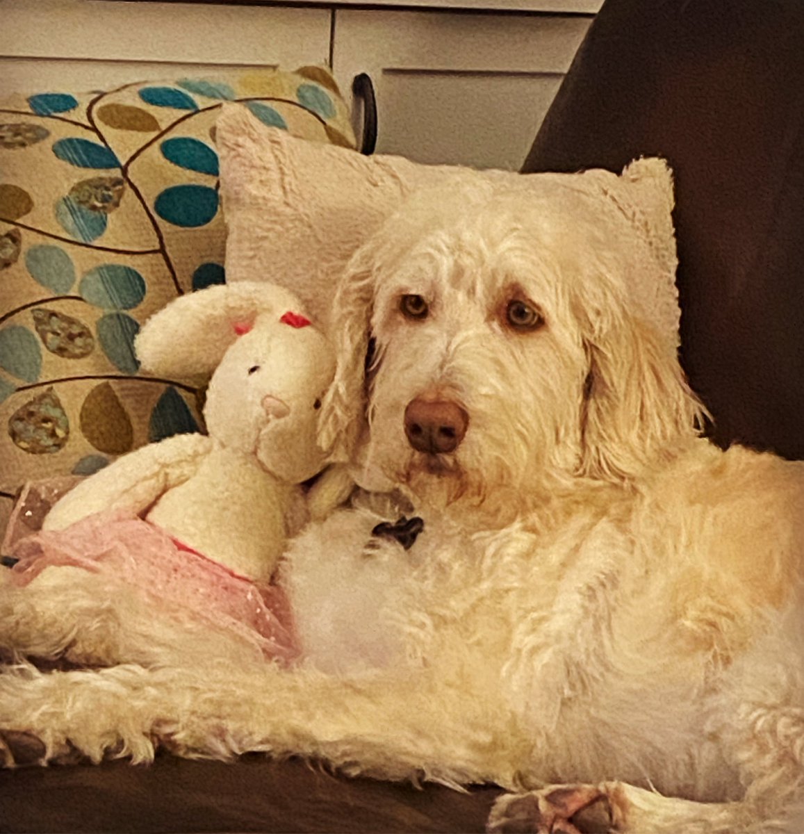shantimom44's tweet photo. HAPPY NATIONAL PUPPY DAY! 🐶 https://t.co/Q5jqXGGx1r