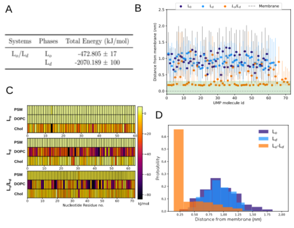 pubs.acs.org/doi/10.1021/ac… Through multiscale simulations and lattice modeling, we show how phase-rich and phase-sensitive lipid membrane could have served as matrix for organization of mononucleotides and possibly “catalyse” the formation of oligonucleotides in the origins of life.