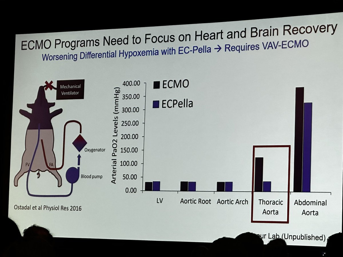 Great start to day 2 of @HoustonShockHSS with @NavinKapur4 highlighting the use of VA-ECMO in CS. #HSS24 🔑the use of ecmo in RCTs doesn’t match clinical practice 🔑we can’t ignore the brain. VAV better than ec-pella? 🔑role of proteins (e.g tafazzin) and medical management?
