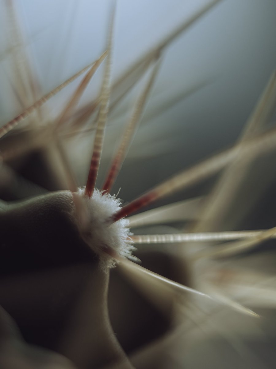 Close up cactus, Taken with the Helios 44-2. Still much to explore with this plant! #SoftBotany #Helios44