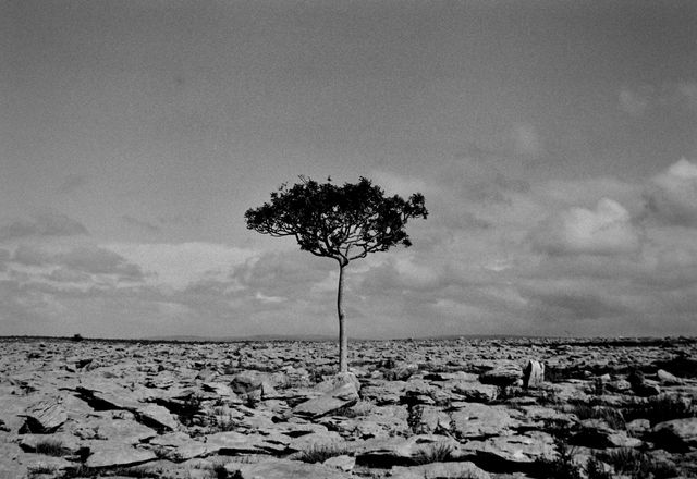 From my archive Between Kinvarra and an Gort Co. Galway From the series - Land