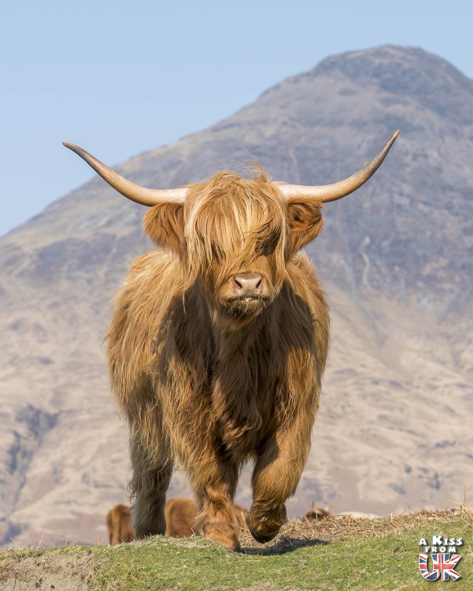 Happy #coosday avec cette irrésistible vache écossaise de l'île de Mull 😍🏴󠁧󠁢󠁳󠁣󠁴󠁿 #scotland #highlandcow #visitscotland @VisitScotland @VisitMull_Iona