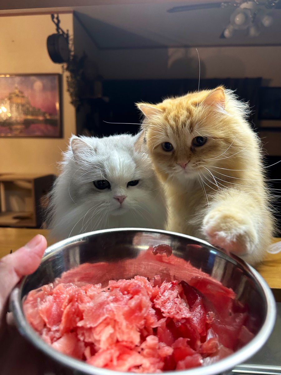 妻から送られてきた『アナタが帰るまでに晩御飯のマグロは死守出来ないかも』が絶望的状況。