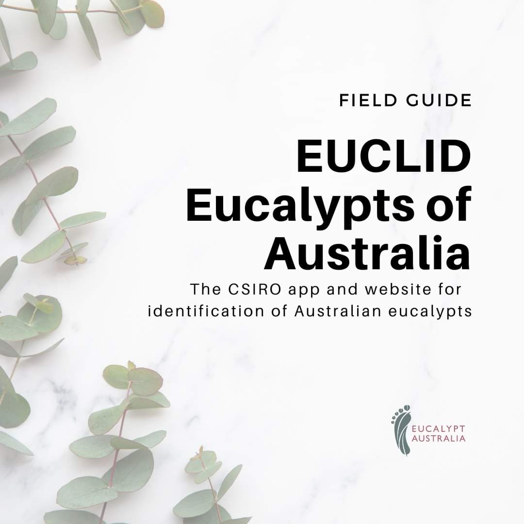 While no physical book could hold the enormous diversity of the 900+ eucalypts, @CSIRO's Eucalypts of Australia includes an interactive key with complete accounts of 934 species of Angophora, Corymbia and Eucalyptus. 
Check it out!: apps.lucidcentral.org/euclid/text/in… #NationalEucalyptDay