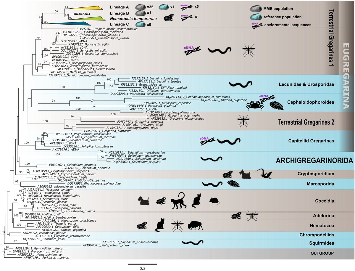 Identification of a new gregarine parasite associated with mass mortality events of freshwater #PearlMussels (Margaritifera margaritifera) in Sweden onlinelibrary.wiley.com/doi/10.1111/je… #protists