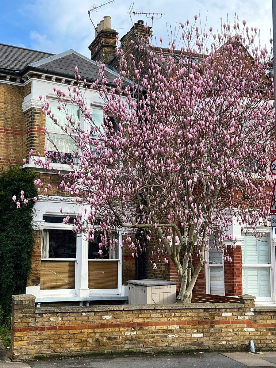 It’s all about #magnolias around me right now 😍 @STfLLondon @TheStreetTree @cerdo_e @lanestrees @Plantjunkie2 @keeper_of_books @GreenGymPenge @mathilebrandts @walkngclasshero @Contrary_Clare @GardenNewsmag @CPRELondon