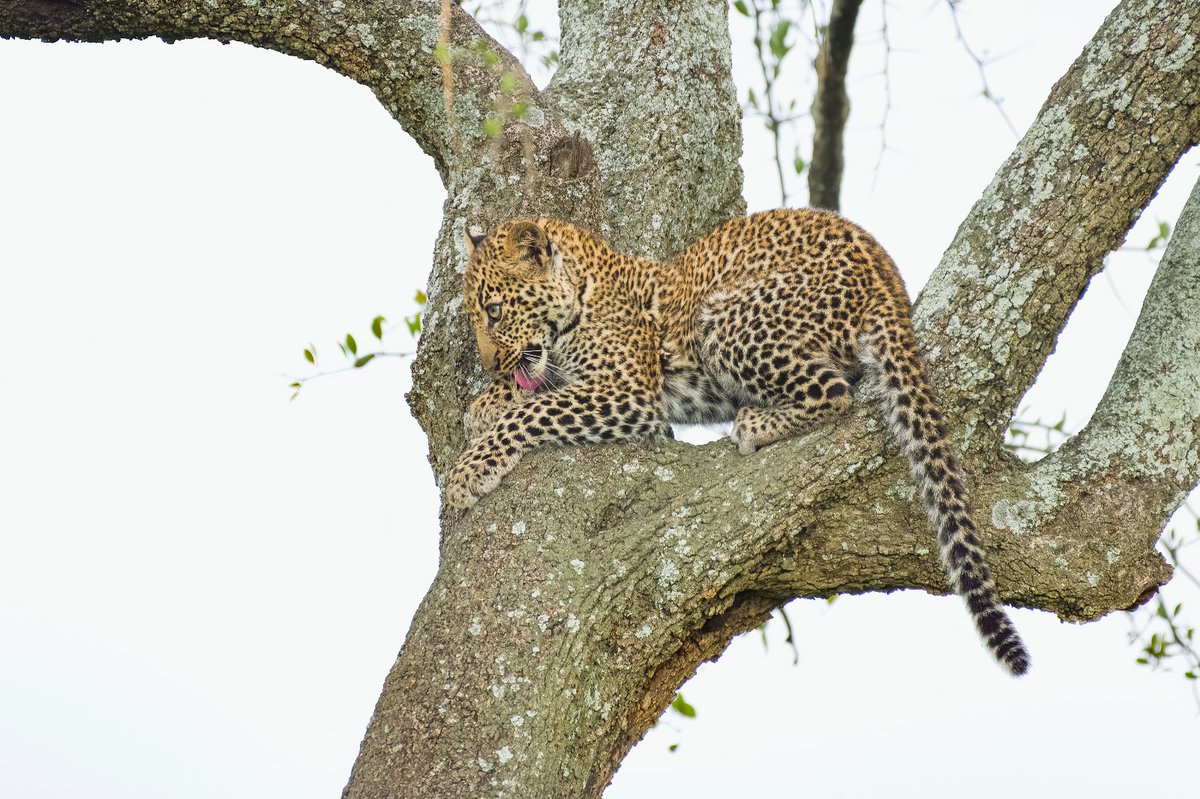 Cute Jilime on her favorite spot | Masai Mara | Kenya
.
.
#earthfocus #masaimaraleopards #leopard #bownaankamal #bbcearthmagazine #earthpix #mammalwatching #wildlifeofficial #JungleGiants #iamnikon #animalconservation #africanleopard #leopards #leopardworld #masaimarareserve