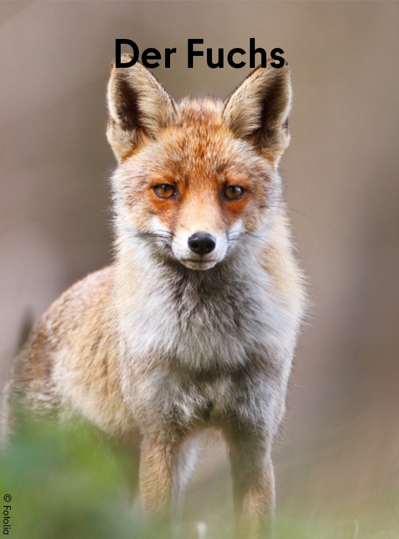 🦊 Berlin ist auch Hauptstadt der Füchse. Ob am Alex oder Ku-Damm, überall in Berlin kann man den „Stadtfüchsen“ begegnen. Sie haben sich an Berlin angepasst, zeigen sich auf kurze Distanz & sind wenig scheu. ❌ Wichtig: Wildtiere nicht füttern! Mehr:👉 berlin.de/sen/uvk/natur-…