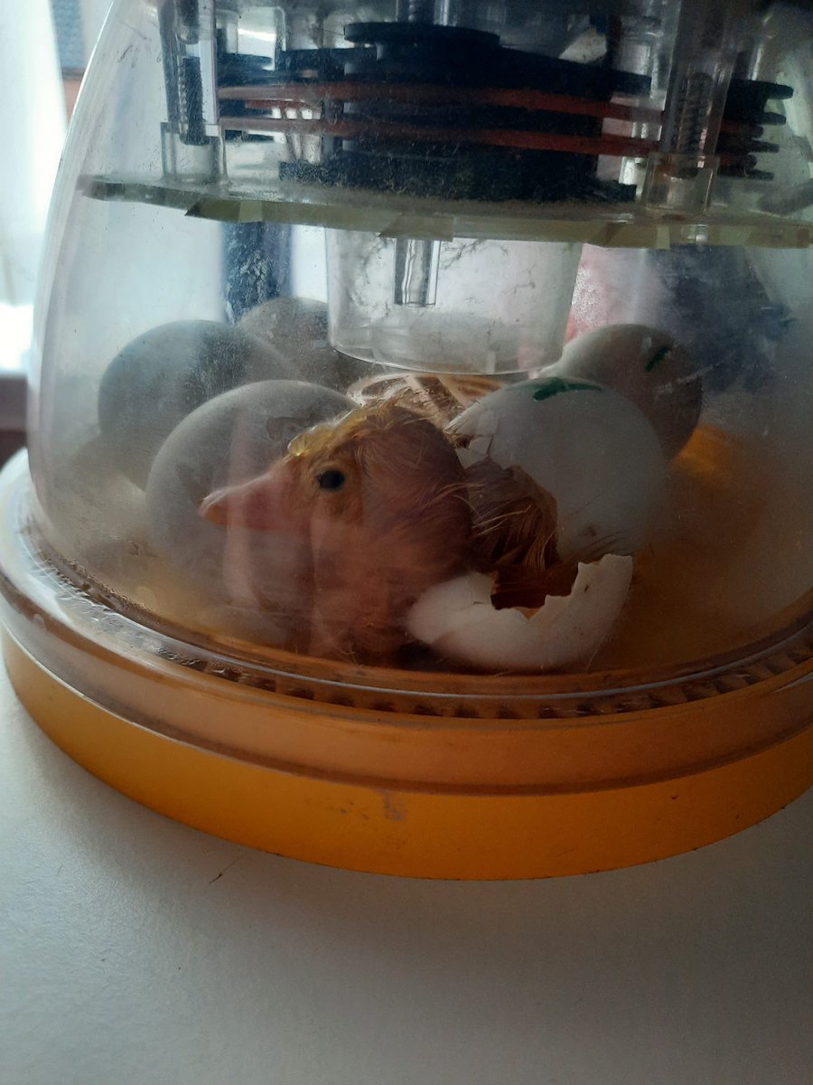 Duckling update… our Early Years children have a treat in store for Monday morning as our first duckling has hatched at 8am this morning! Mrs Hughes is loving her roll of surrogate duckling mummy this weekend! #earlyyears