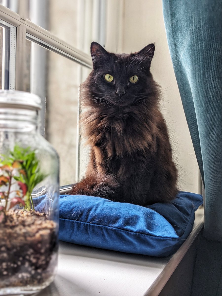 Friedeggstudios's tweet image. Freddie wishes you all a happy #Caturday @thechrisbarron