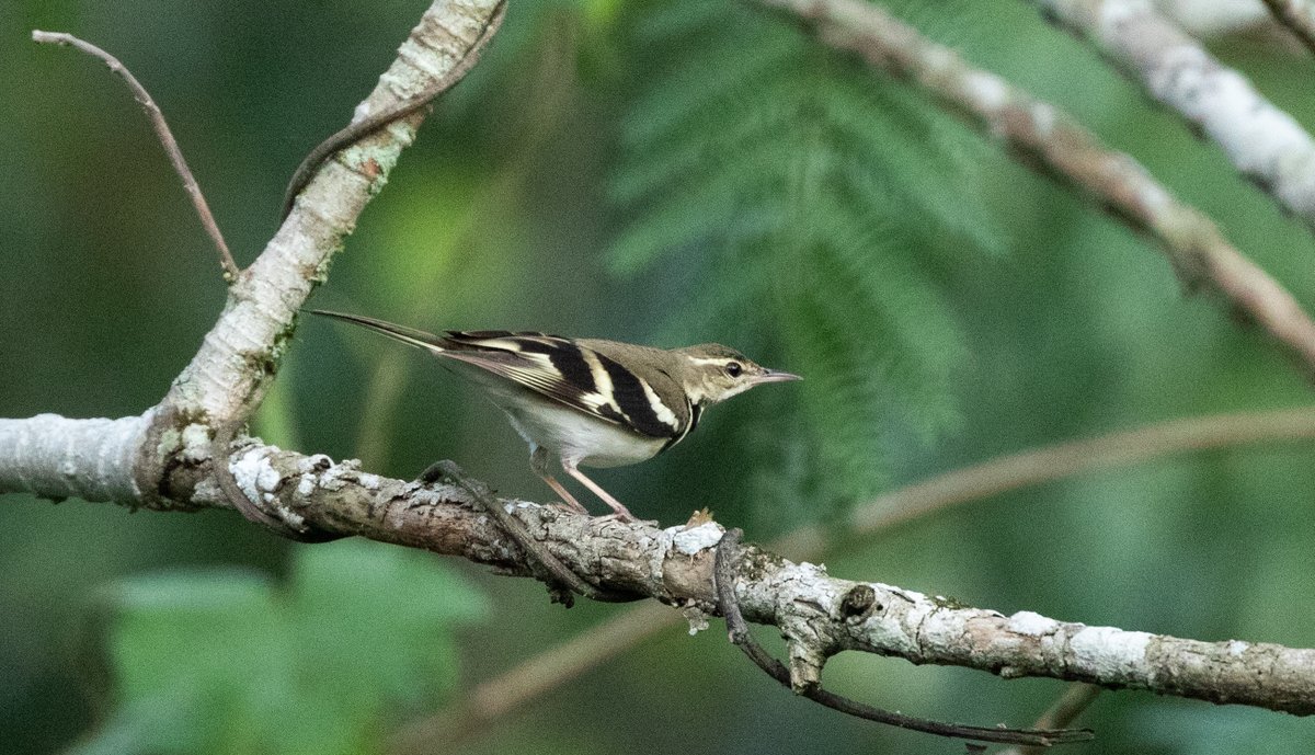 Dan_Gornall's tweet photo. Forest Wagtail from our recent trip to Thailand, one of two in two days at Kaeng Krachan NP. The side to side wiggle is so good, what a brilliant bird! https://t.co/ailLqokc4M