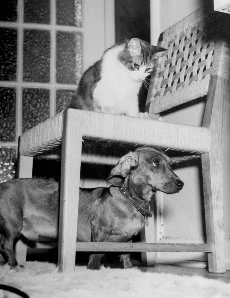 ❄️#Caturday❄️ F.Scherschel📷 Trudy🐈 & Rudy🐕 playing hide and seek 1946 @gigliointi @GuernseyJuliet @LunaLeso @AlessandraCicc6 @gherbitz @dianadep1 @FrankCapitone @GiuseppeTurrisi @DEOLINDAMA93701 @j_ferris221629 @JohnLee90252472 @bgv_online @ValerioLivia