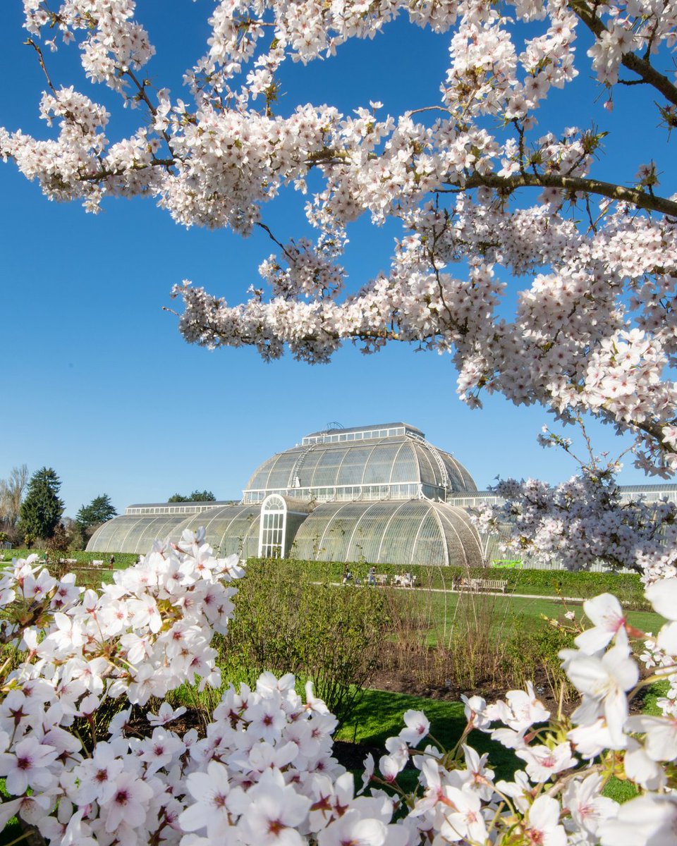 Sounds of Blossom has started! Come and celebrate the arrival of spring, surrounded by spectacular blossoms and inspiring music. 🌸🎵 Included with entry │ow.ly/cR0K50QYK6b In collaboration with @RCMLondon