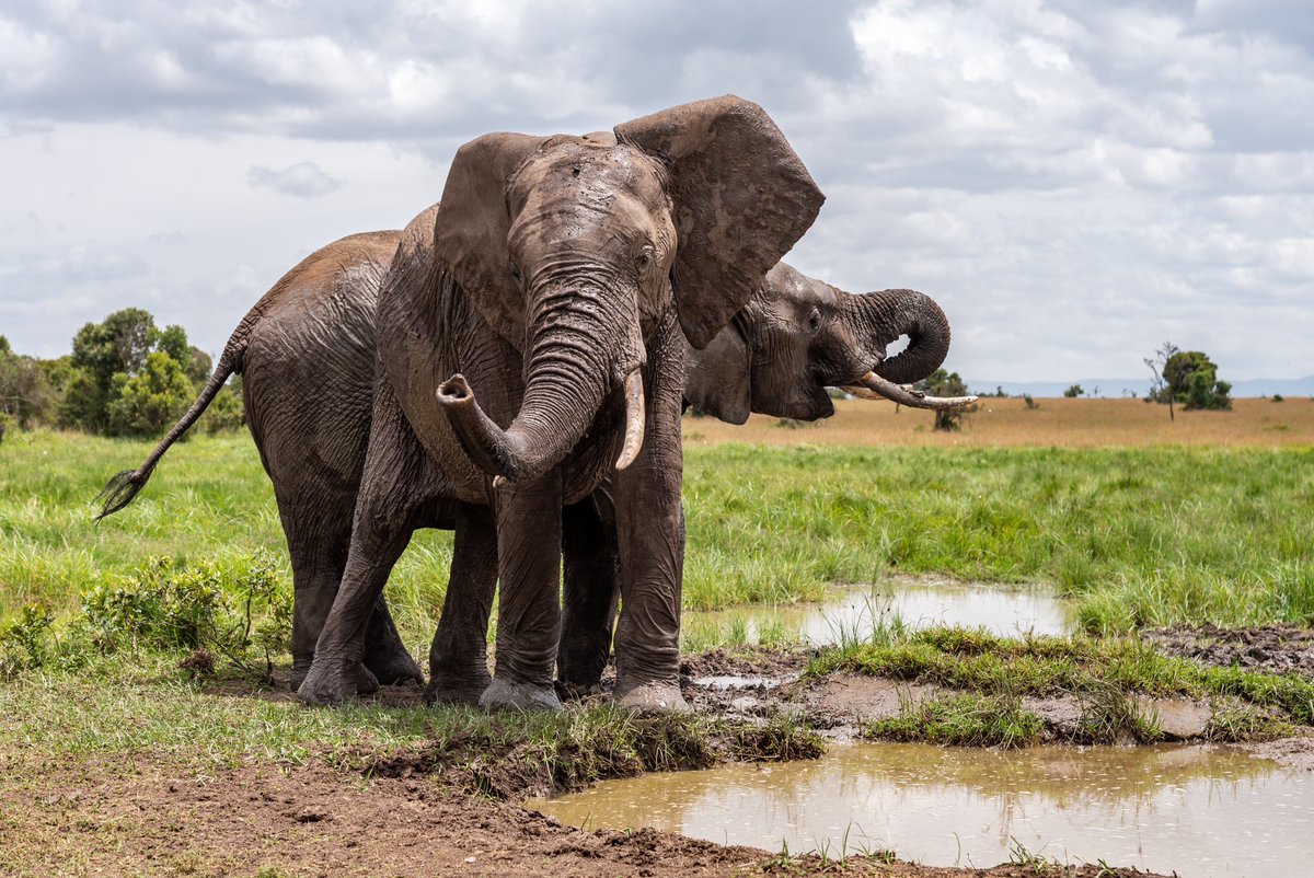 We’re so proud to help fund the protection of Ol Pejeta Conservancy in Kenya. 🦁 With our help, the 90,000 acre reserve is safeguarding Africa’s gorgeous animals, and protecting them from poachers! 📸 - riothephotographer