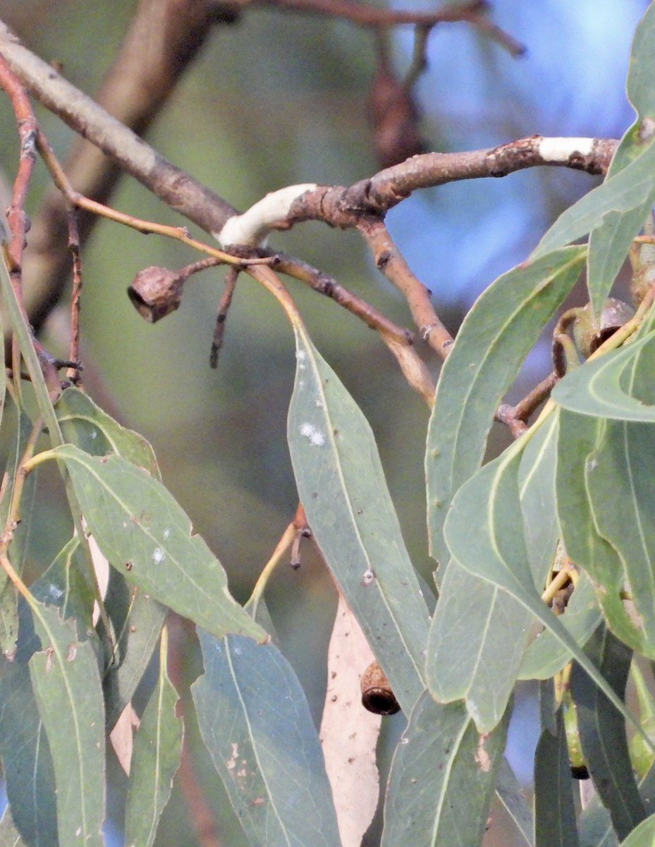 For  #NationalEucalyptDay