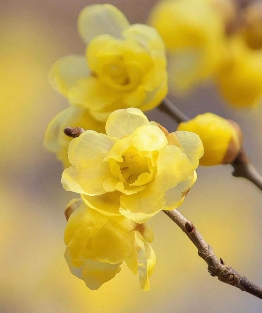 Good Morning…🌞
Wishing you all a Wonderful Day…🍂🌼🤎🌼🍂