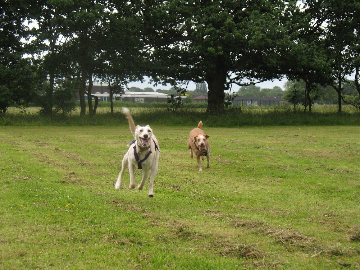 🐾 Happy National Puppy Day! 🐾 Let's celebrate dogs of all ages and promote adoption and rehoming. Meet beautiful Idris, who was adopted by Rachel and her family at the age of two from @ForeverHoundsUK 🐕 You can read more about Idris here➡ buff.ly/3TNiB4s