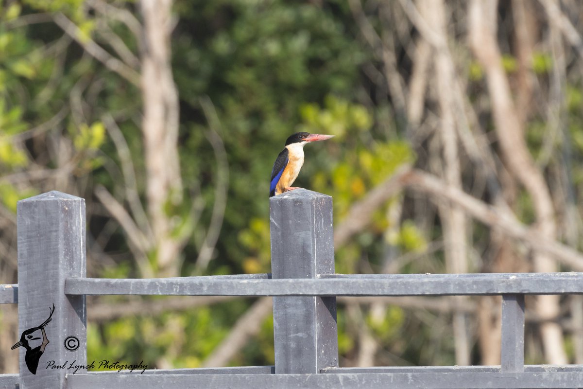 Some of the Kingfishers seen on my recent trip to Thailand. Stork-billed, White-throated, Collared &amp; Black-capped.