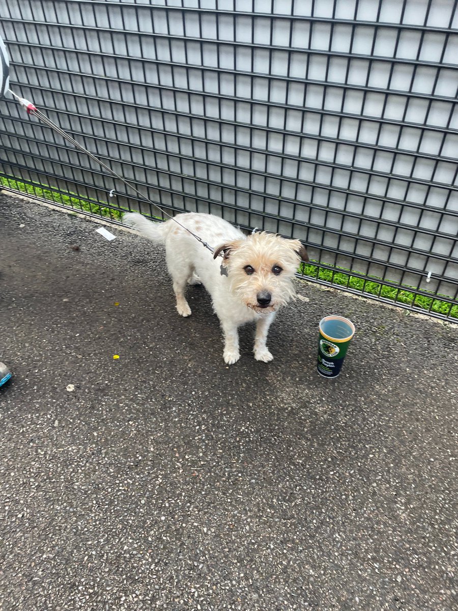 nonleaguedogs's tweet photo. Turns out you can teach old dogs new tricks. Here’s 14 year old Jasper at @HorshamFC 
P.S always drink responsibly!
📸 @VisitHorsham https://t.co/F9akYvzYW0
