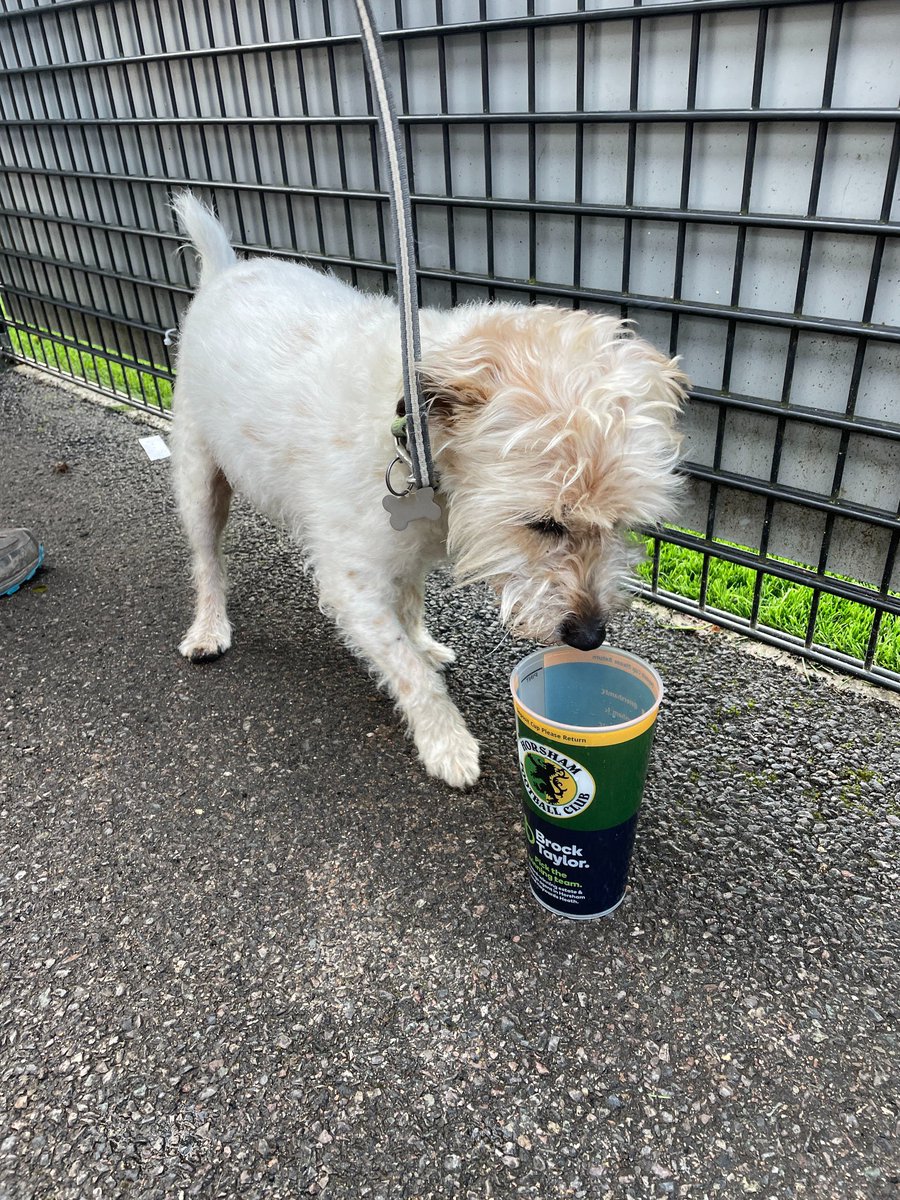Turns out you can teach old dogs new tricks. Here’s 14 year old Jasper at <a href="/HorshamFC/">Horsham FC</a> 
P.S always drink responsibly!
📸 <a href="/VisitHorsham/">Visit Horsham</a>