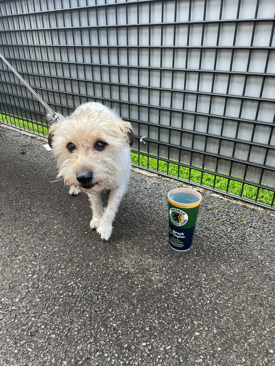 nonleaguedogs's tweet photo. Turns out you can teach old dogs new tricks. Here’s 14 year old Jasper at @HorshamFC 
P.S always drink responsibly!
📸 @VisitHorsham https://t.co/F9akYvzYW0