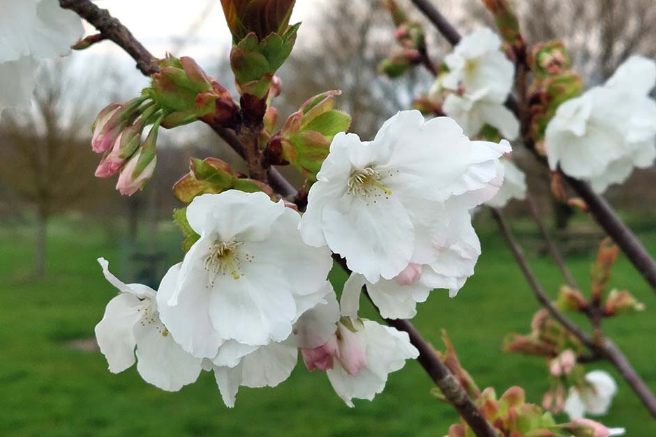 In spring, Japanese people enjoy Hanami - viewing ornamental cherry blossoms. Our cherry trees are now blossoming, and we have 3 cultivars for you to enjoy; Prunus ‘Somei-Yoshino’, Prunus ‘Beni- Yutaka', and Prunus ‘Taihaku’. 🌸 #HanamiUK #JapanUK #Sakura #Blossom