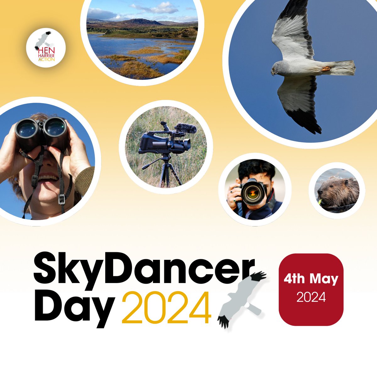 📢Just ANNOUNCED!

Hen Harrier Action #SkydancerDay2024 will be broadcast on: 

🗓️Saturday May 4th, 2024
📍RSPB Insh Marshes & online

Expect wildlife films, nature photography, conservation updates & more! 

➡️Save the Date & Learn More: henharrierday.uk/get-involved/s…