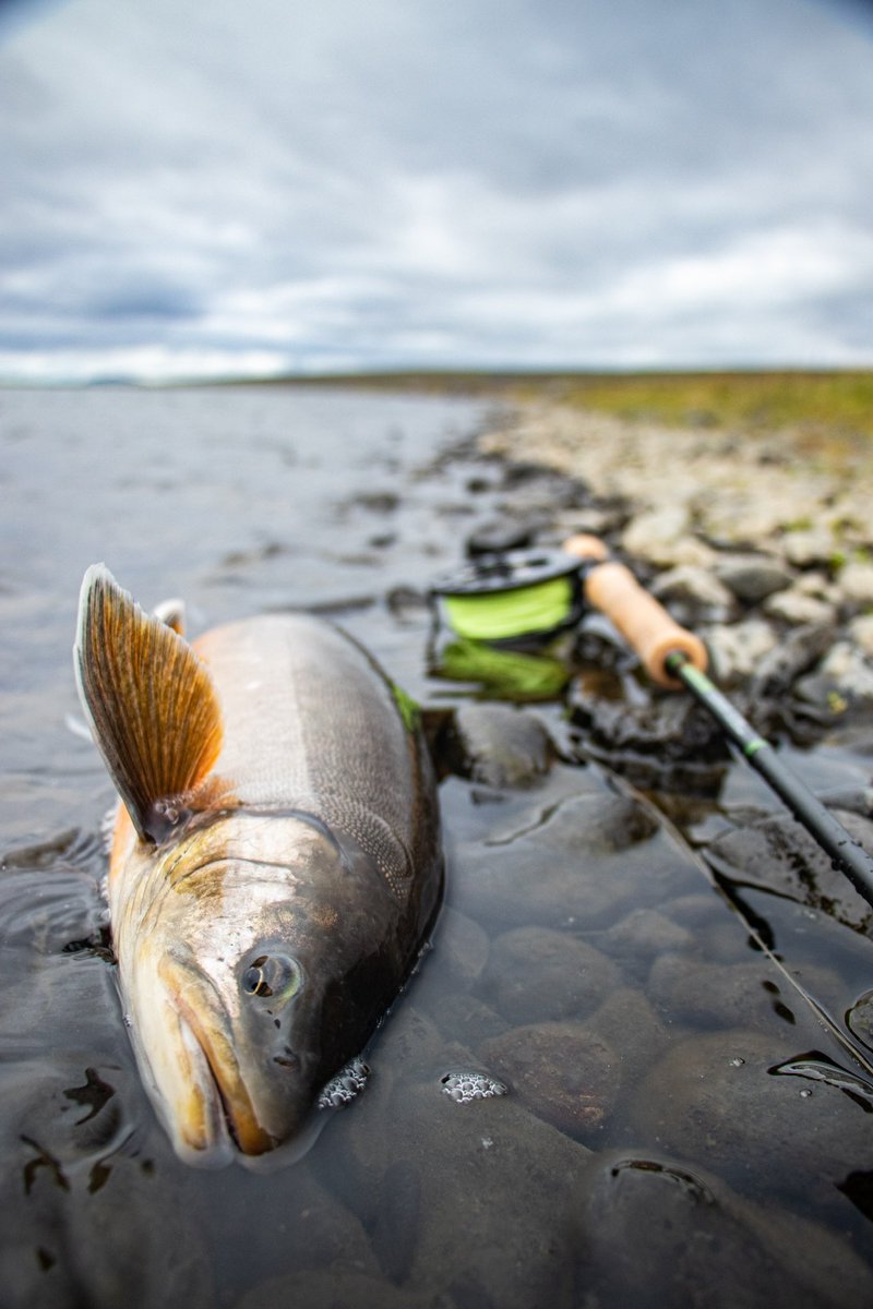Iceland’s Arctic char are not just aesthetically pleasing but they also grow big and fight hard. They inhabit much of the country’s waters, some of the best fishing is in the wild highlands.