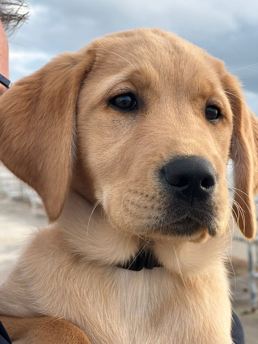 As it’s #NationalPuppyDay you get extra helpings of trainee ⁦@guidedogs⁩ Sugar #JerseyCai 🎂🐾🐾