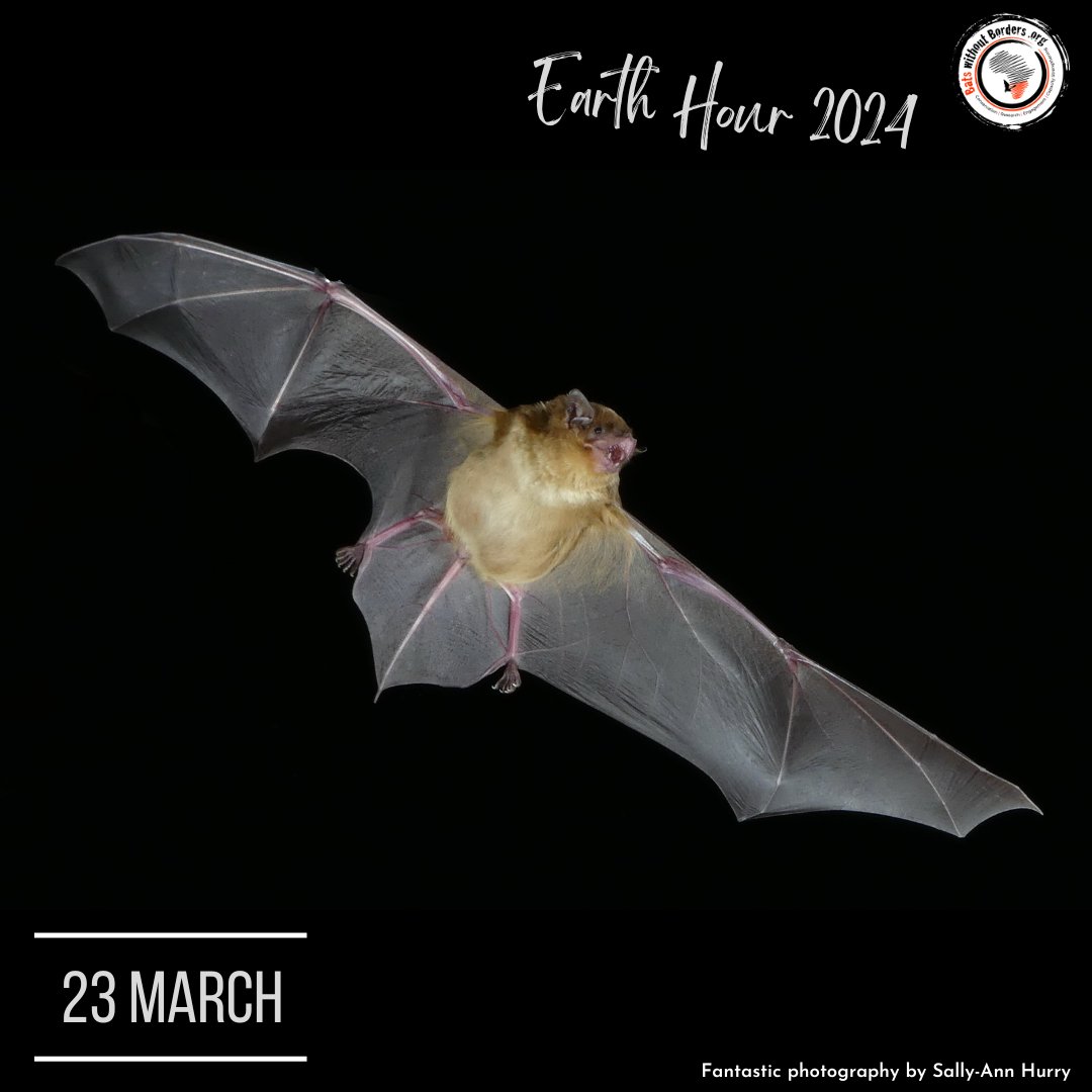 Did you know bats rely on darkness for navigation, foraging & roosting? 🦇 The increasing glow of artificial lights disrupts their behaviours. On March 28, join us & millions around the world in celebrating #EarthHour2024 Spend 60mins doing something positive for our planet 🌍