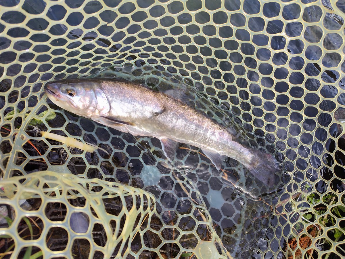 64Shimano's tweet photo. 強風のなか犀川で釣れた1匹🙌
これってイワナ？！
40ある！ https://t.co/QDNcnoJ7GE