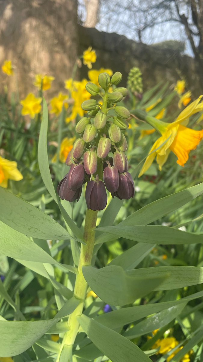 Just look at the spectacular Fritillaria persica flowering @StarbankPark. Well worth a walk in the park to enjoy the spring flowers. Wrap up warm! #springflowers #walkforyourhealth #fritillariapersica #Starbankpark